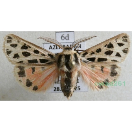 Chelis reticulata (Christoph, 1887) male Azerbaijan6d